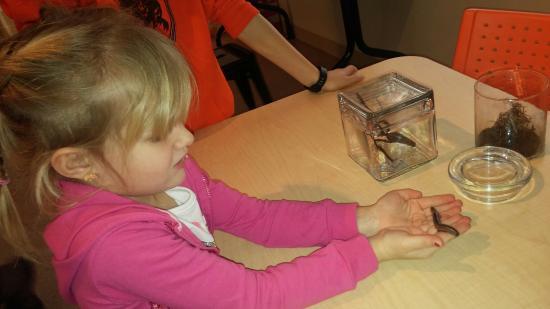 Missoula Insectarium